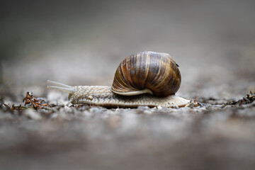 Schnecke