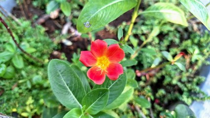 Eye-Catching Portulaca Oleracea Granatus Flower with Unique Petal Arrangement