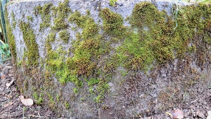 Natural Wild Moss Benefits – Green Plant Grows on Damp Surfaces, Helps Retain Moisture, Filter Air, Support Ecosystems, and Promote Eco-Friendly Urban and Nature Design