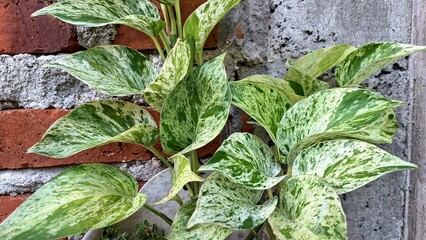 Golden Pothos (Epipremnum aureum): Easy-Care Devil's Ivy or Money Plant with Lush Variegated Green...
