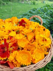wicker basket with orange flowers, nasturtiums, marigolds, flowers collected at the plot
