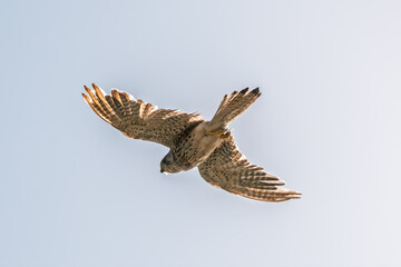 Common kestrel, Falco tinnunculus, hovered in the air in search of prey