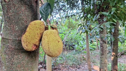 Unripe Green Jackfruit Hanging Heavily on Tropical Tree Branch: Close-Up of Immature Fruit with...