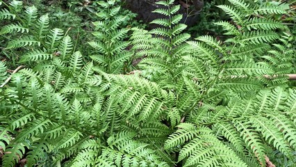 Wild Sensitive Fern Cluster in Woodland Trail, Onoclea Sensibilis Leaves Texture for Nature Design
