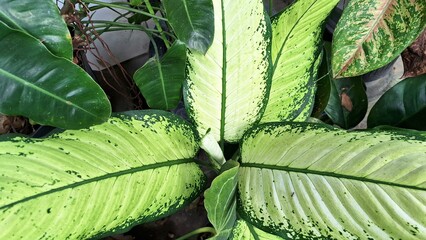 Close-Up Vibrant Dieffenbachia Leaf: Unique White and Green Variegated Pattern, Tropical Houseplant...