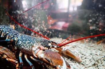 Close-Up of a Vibrant Lobster Inside an Aquarium Tank at Seafood Market