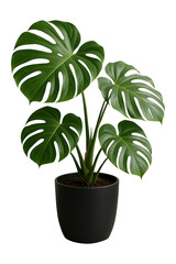 Monstera in Black Pot high quality realistic image