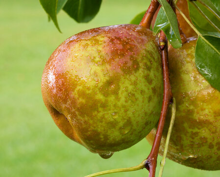 Bgi drop of water ready to fall from a pear on the tree