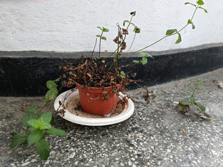 A withered flower in a pot