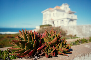 A vibrant cluster of spiky succulents set against the elegant backdrop of a Mediterranean-style...