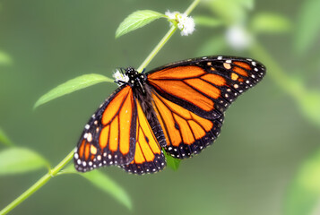 monarch butterfly