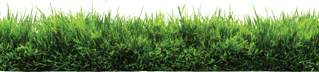 Fototapeta premium A horizontal line of green grass isolated on a white background
