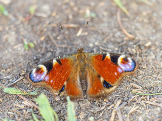 Peacock butterfly on the ground among the grass