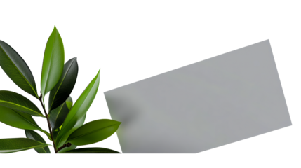 Green leaves with grey card on transparent background