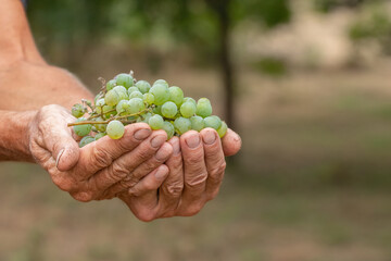 Juicy ripe bunches of grapes.Growing grapes in the home garden.
