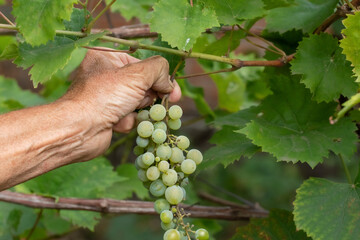 Juicy ripe bunches of grapes.Close-up of hands harvesting ripe grapes.Growing grapes in the home garden.