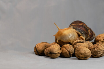 Giant Achatina snail.Autumn portrait of Achatina Snail with walnuts.