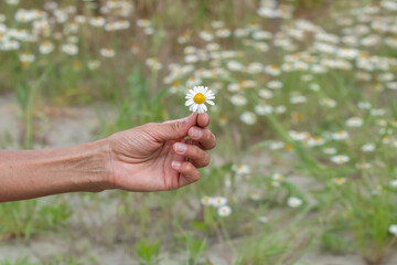 Wild chamomile flowers.Collecting pharmacy chamomile for chamomile tea. Medicinal plant.