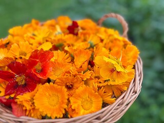 wicker basket with orange flowers, nasturtiums, marigolds, flowers collected at the plot