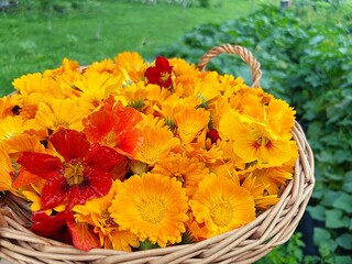 wicker basket with orange flowers, nasturtiums, marigolds, flowers collected at the plot
