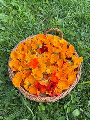 wicker basket with orange flowers, nasturtiums, marigolds, flowers collected at the plot