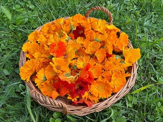 wicker basket with orange flowers, nasturtiums, marigolds, flowers collected at the plot
