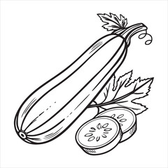 zucchini fresh vegetable