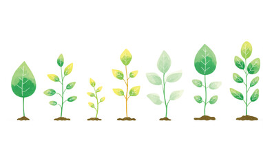 Watercolor Illustration Showing Plant Growth Stages from Seedling to Mature Plant Demonstrating Development and Sustainability Concept