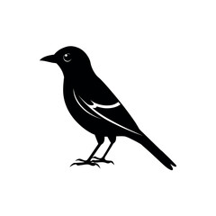 Fototapeta premium An iora Bird's silhouette art vector illustration.