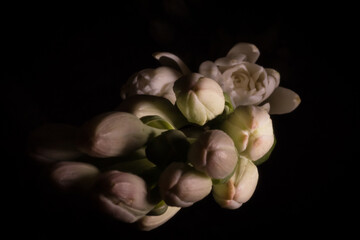 The elegance and beauty of tuberose or agave amica flower; Polianthes Tuberosa; close-up...