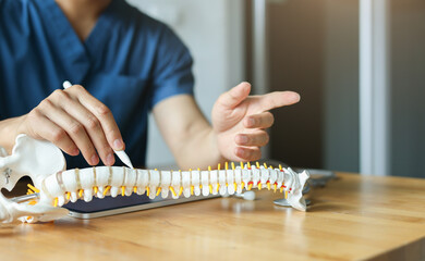 close up physical therapist chiropractor hand pointing on human skeleton at low back to advise and consult to patient to treatment at office for healthcare concept