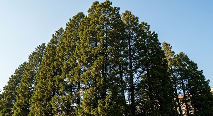 Obraz premium Towering Evergreens A Botanical Study of Dense Foliage and Verdant Canopy Reaching Towards a Clear Sky in Natural Sunlight