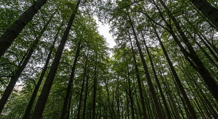 Fototapeta premium Lush Canopy A View From Below in a Dense Forest, Capturing the Serenity and Majesty of Nature's Green Embrace