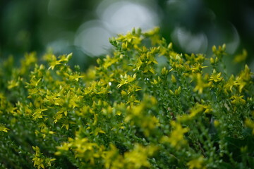 Scharfer Mauerpfeffer mit Bokeh im Hintergrund 