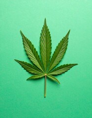 A vibrant green marijuana leaf on a lime green background