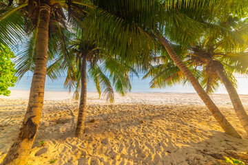 Coconut palm trees by the sea in a tropical beach at sunset