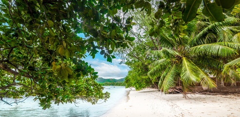 Plants over the water in a tropical beach