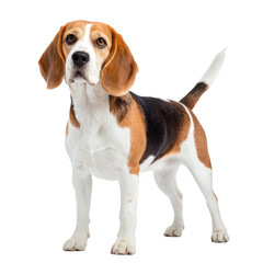 A beagle dog stands proudly isolated on a transparent background