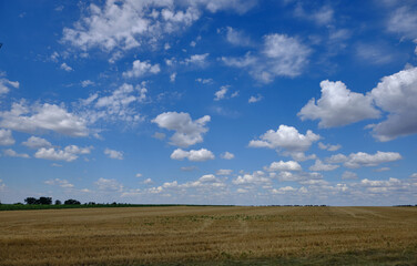 agriculture field under beautiful sky