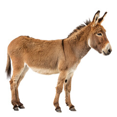 Obraz premium A brown donkey stands gracefully on a transparent background