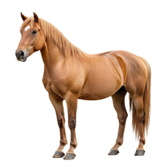 Horse isolated on transparent background