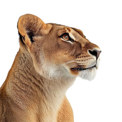 Lion side view isolated on transparent background
