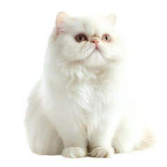 long hair siting cat isolated on transparent background