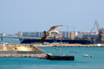 Möve in Cadiz