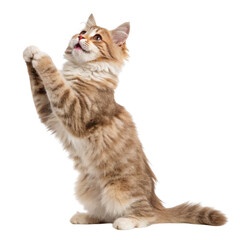 Obraz premium A curious tabby kitten looks up attentively, isolated on white isolated on transparent background
