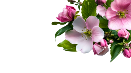 Delicate pink flowers with green leaves on a transparent background