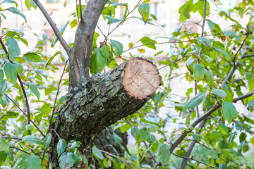 Tree trunk with cut branch showing natural wood texture and pruning marks detail