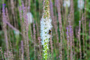 Naklejka premium Close-up view of white birch bark with natural markings surrounded by colorful wildflowers