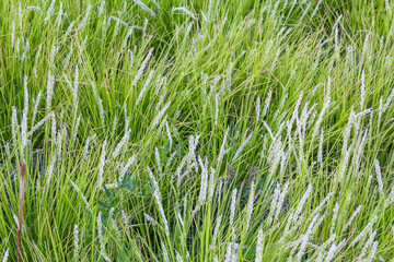 Tall green grass swaying naturally in meadow field creating organic texture pattern