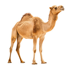 A dromedary camel stands isolated on a transparent background